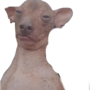 3Д модель Прикольной Собачки